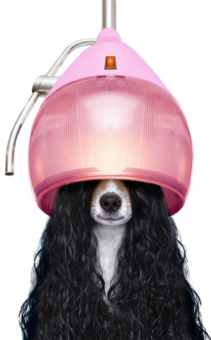 Hund unter der Haube Hund unter der Haube